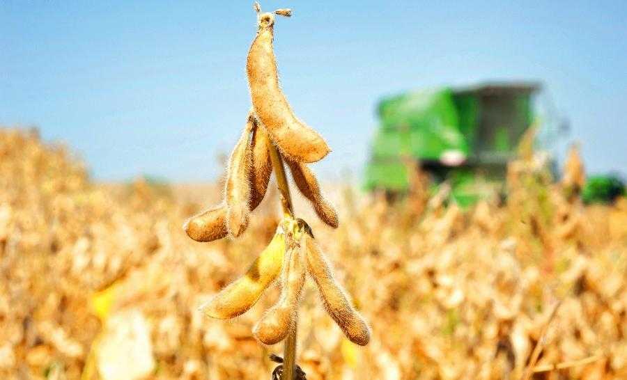 بدء حصاد فول الصويا