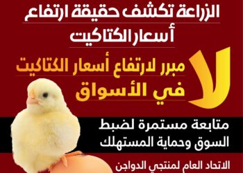 أسعار الكتاكيت