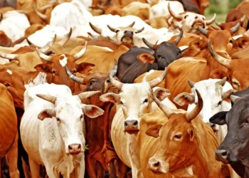 صادرات اللحوم البرازيلية تنمو في الأيام الأولى من يناير