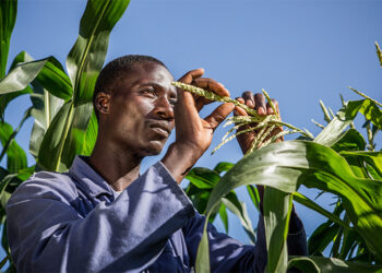 صادرات جنوب أفريقيا من الذرة ترتفع على خلفية الفائض في السوق المحلية