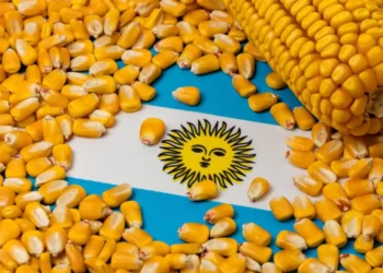 مستوى قياسي.. توقعات بارتفاع محصول الذرة في الأرجنتين إلى 62 مليون طن
