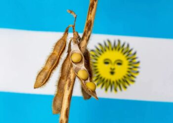 توقعات بارتفاع صادرات الأرجنتين من فول الصويا إلى أعلى مستوى لها منذ 6 سنوات