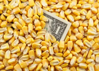 انخفاض الدولار في الأسواق العالمية يواصل رفع أسعار العقود الآجلة للذرة اليوم الخميس