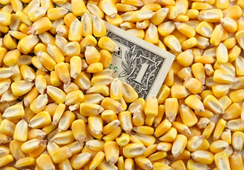 انخفاض الدولار في الأسواق العالمية يواصل رفع أسعار العقود الآجلة للذرة اليوم الخميس