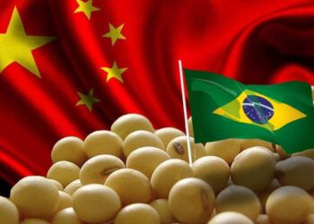 الصين تفضل واردات الصويا البرازيلية في النصف الأول رغم استئناف الشحنات الأمريكية