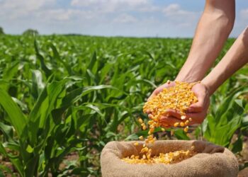 الجفاف في الأرجنتين يزيد من سوء توقعات محصول الذرة وفول الصويا