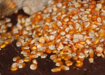 وزارة الزراعة الأمريكية ترفع توقعاتها للإنتاج العالمي من الذرة لموسم 2025-2026