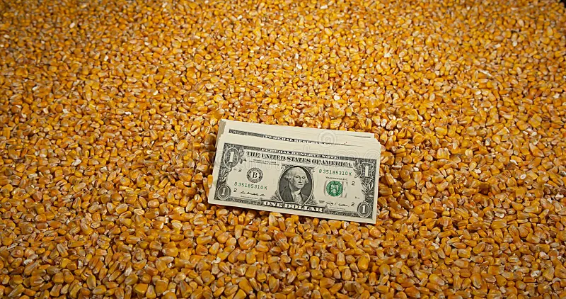 استمرار ارتفاع أسعار الذرة في أوكرانيا