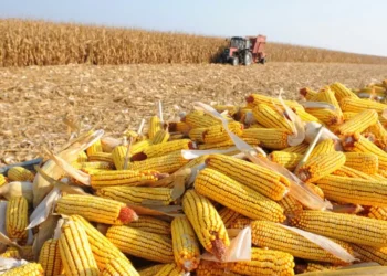 محصول الذرة في أوكرانيا يقترب من 29 مليون طن