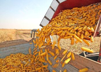 كوريا الجنوبية تشتري أكثر من 200 ألف طن من الذرة