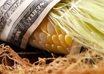 أسعار الذرة على الحدود الغربية الأوكرانية تبدأ في الانخفاض