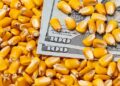 أسعار الذرة تنخفض بنسبة 6% بعد ارتفاع توقعات المحاصيل في الصين والولايات المتحدة بشكل حاد
