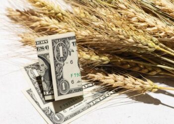 القمح ينخفض بعد أعلى مستوى له في 6 أسابيع بسبب مخاوف بشأن محاصيل الولايات المتحدة وروسيا