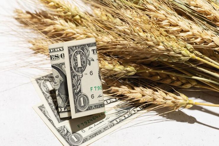 القمح ينخفض بعد أعلى مستوى له في 6 أسابيع بسبب مخاوف بشأن محاصيل الولايات المتحدة وروسيا