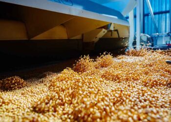 صادرات البرازيل من الذرة ترتفع بنسبة 43.64٪ في ديسمبر 2025