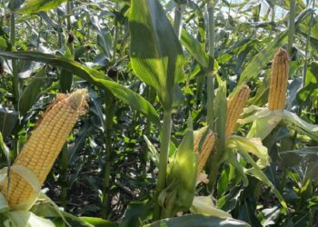 كازاخستان تعتزم زيادة المساحة المزروعة بالذرة