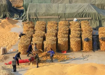 الصين تستورد 415 مليون طن من الحبوب خلال عام 2025