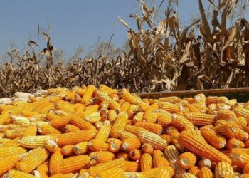 روسيا تشهد انخفاضا في إنتاج الذرة بمقدار 1.2 مليون طن في عام 2025