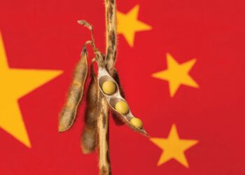 الصين تتعاقد بنشاط على شراء فول الصويا الأمريكي