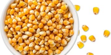 أسعار الذرة