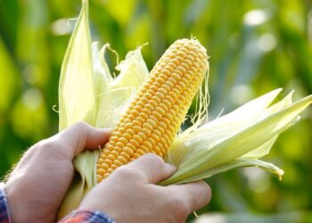 إيران الوجهة الرئيسية لصادرات الذرة البرازيلية في عام 2025