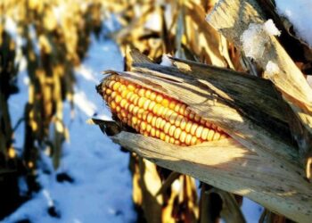 حصاد الذرة في أوكرانيا يصل إلى 92% بإجمالي 28.8 مليون طن