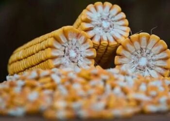 تركيا تصبح أكبر مستورد للذرة الأوكرانية في عام 2025