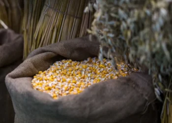 صادرات الذرة الأوكرانية تتباطأ إلى أدنى مستوى لها في السنوات السبع الماضية