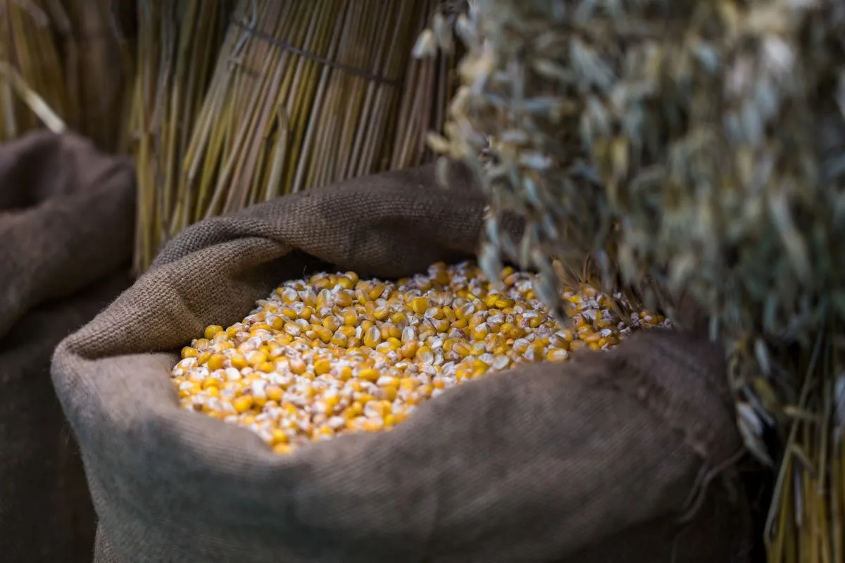 صادرات الذرة الأوكرانية تتباطأ إلى أدنى مستوى لها في السنوات السبع الماضية