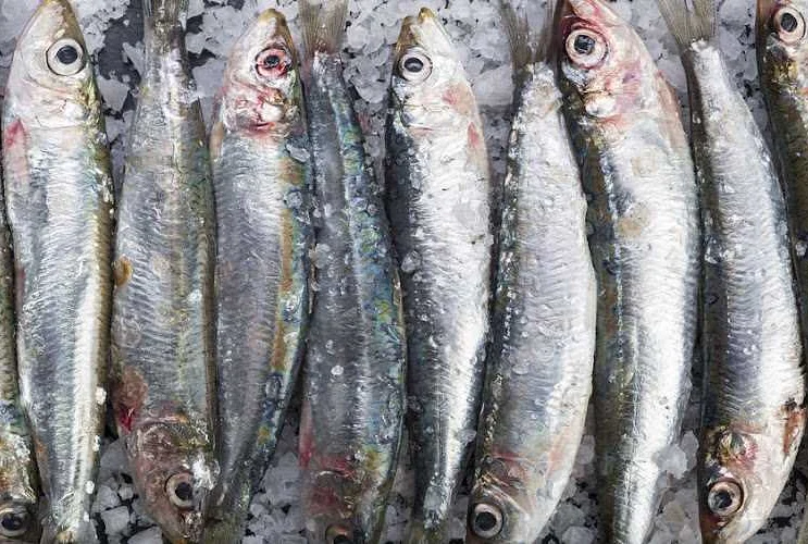 المغرب يحظر تصدير السردين المجمد اعتبارًا من فبراير 2026