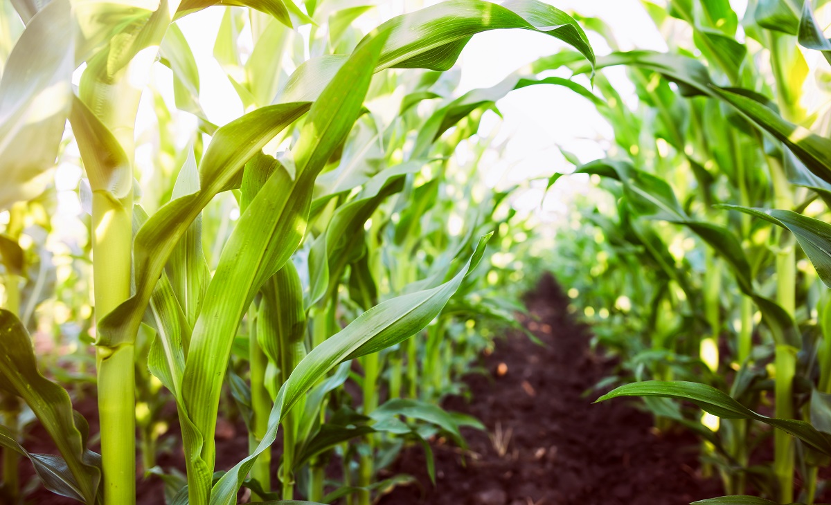 الطقس الجاف يؤثر على محصول الذرة في الأرجنتين