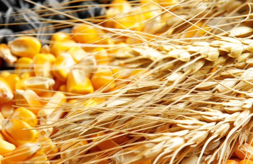 ارتفاع أسعار عقود الذرة والقمح مع إغلاق تداولات الجمعة يقلص الخسائر الأسبوعية الكبيرة