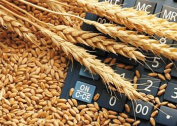 الفاو: ارتفاع أسعار الحبوب العالمية في عام 2025