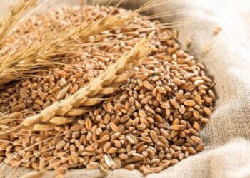 فرانس أجرى مير تخفض توقعاتها بشأن صادرات القمح الفرنسي خارج الاتحاد الأوروبي