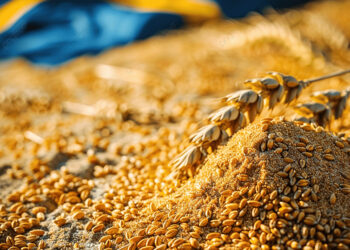 الخبراء يرفعون توقعات صادرات الحبوب الروسية في الموسم التسويقي 2025-2026