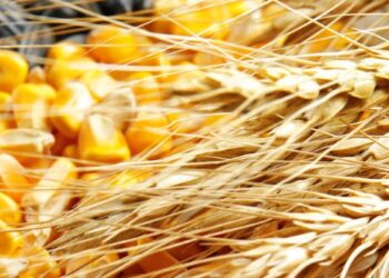 أداء متباين لعقود القمح يوم الأربعاء.. انخفاض أسعار الذرة وارتفاع الصويا