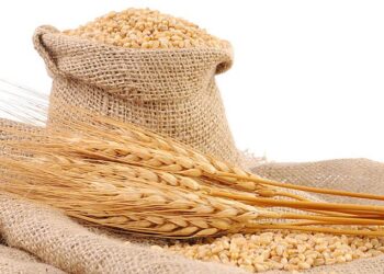 صادرات الحبوب الأوكرانية تقترب من مليون طن في يناير