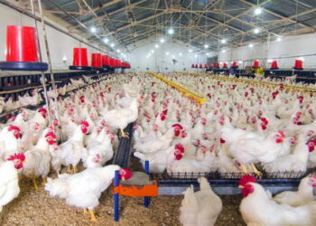 رابوبنك: نمو إنتاج الدواجن العالمي يتباطأ إلى 2.5% في 2026