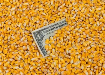 العقود الآجلة للذرة