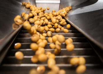 الصويا تستأنف التداول مع انخفاض طفيف اليوم الثلاثاء بعد عطلة في الولايات المتحدة