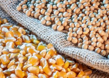 صادرات البرازيل من فول الصويا والذرة في يناير أقل من توقعات السوق