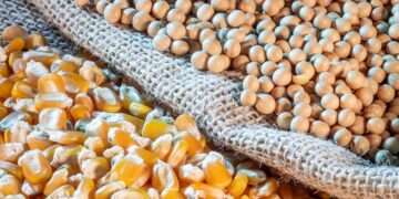 صادرات البرازيل من فول الصويا والذرة في يناير أقل من توقعات السوق