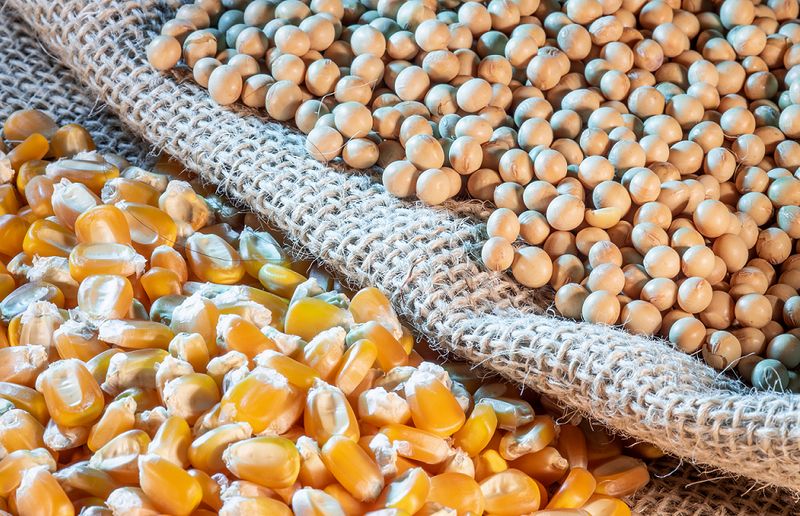 صادرات البرازيل من فول الصويا والذرة في يناير أقل من توقعات السوق