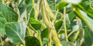 توقعات محصول الصويا في الأرجنتين تنخفض بمقدار مليون طن لتصل إلى 48 مليون طن