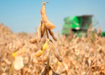 توقعات| إنتاج فول الصويا في البرازيل يتجاوز 182 مليون طن في موسم 2025-2026