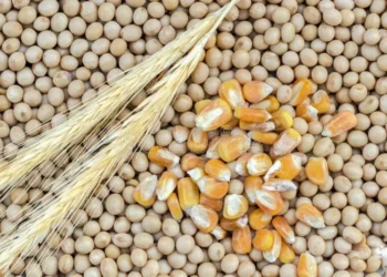 ارتفاع محدود في أسعار المحاصيل الرئيسية في سوق السلع الزراعية العالمية