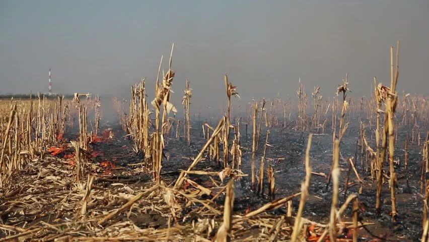 تايلاند تشدد قواعد استيراد الذرة العلفية لمكافحة تلوث الهواء