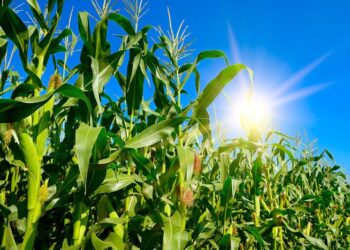 موجة حارة تضرب الأرجنتين وتهدد محصولي الذرة وفول الصويا