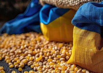 مصر وإندونيسيا والجزائر أكبر مستوردي القمح الأوكراني. في الموسم الحالي 2025-2026