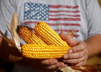 سوق الذرة الأمريكية تظل تحت الضغط بسبب المخزونات الكبيرة في عام 2026